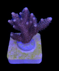 Alternative view of Millepora Tricolor M