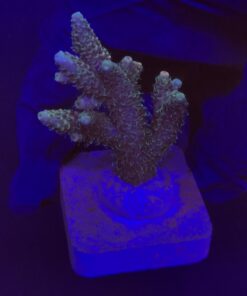 Millepora Tricolor M