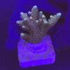 Millepora Tricolor M