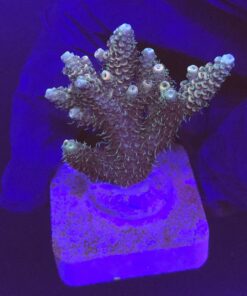 Millepora Tricolor M