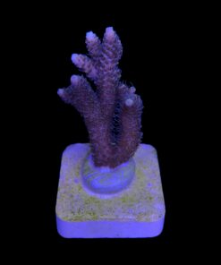 Alternative view of Millepora Tricolor M