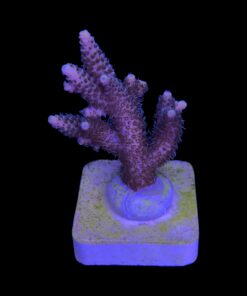 Alternative view of Millepora Tricolor M