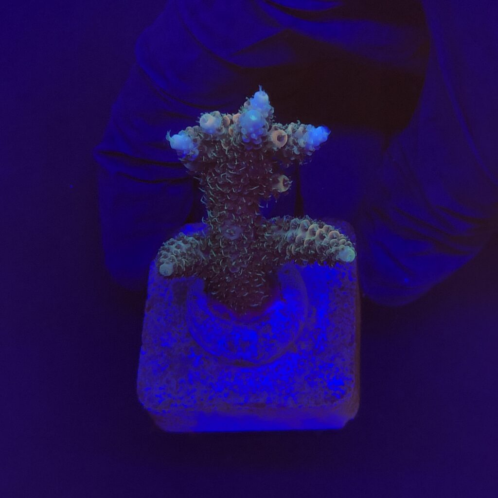 Ocyan