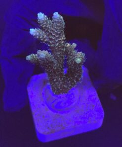 Millepora Tricolor M