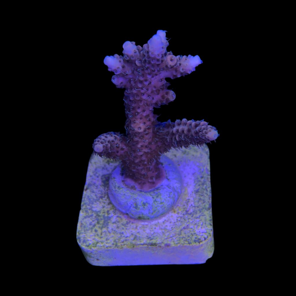 Ocyan