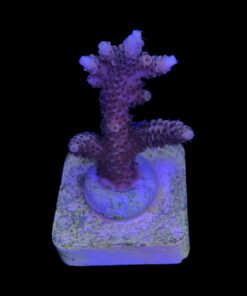 Alternative view of Millepora Tricolor M
