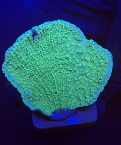 Montipora Capricornio Green M