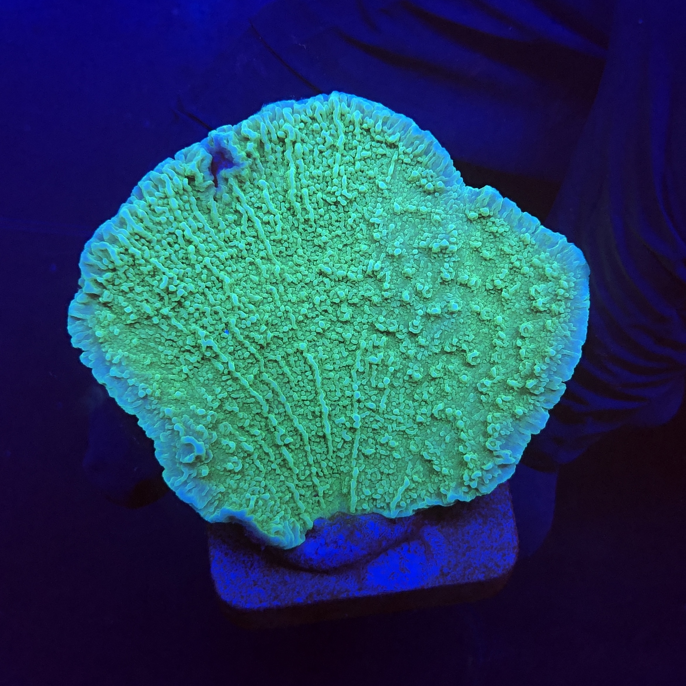Montipora Capricornio Green M
