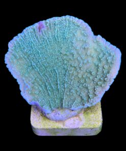 Alternative view of Montipora Capricornio Green M