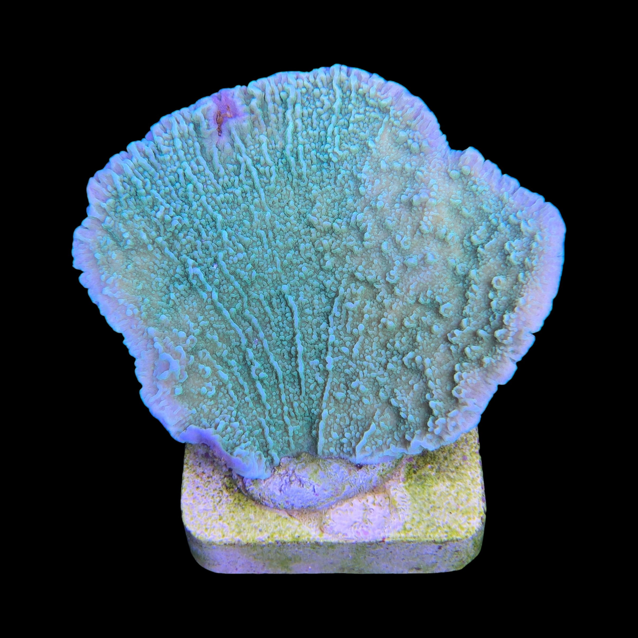 Montipora Capricornio Green M - Imagem 2