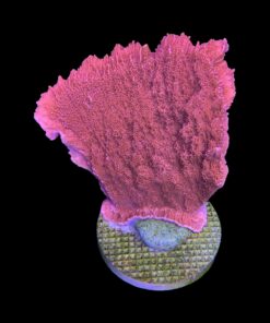 Alternative view of Montipora Capricórnio Laranja G
