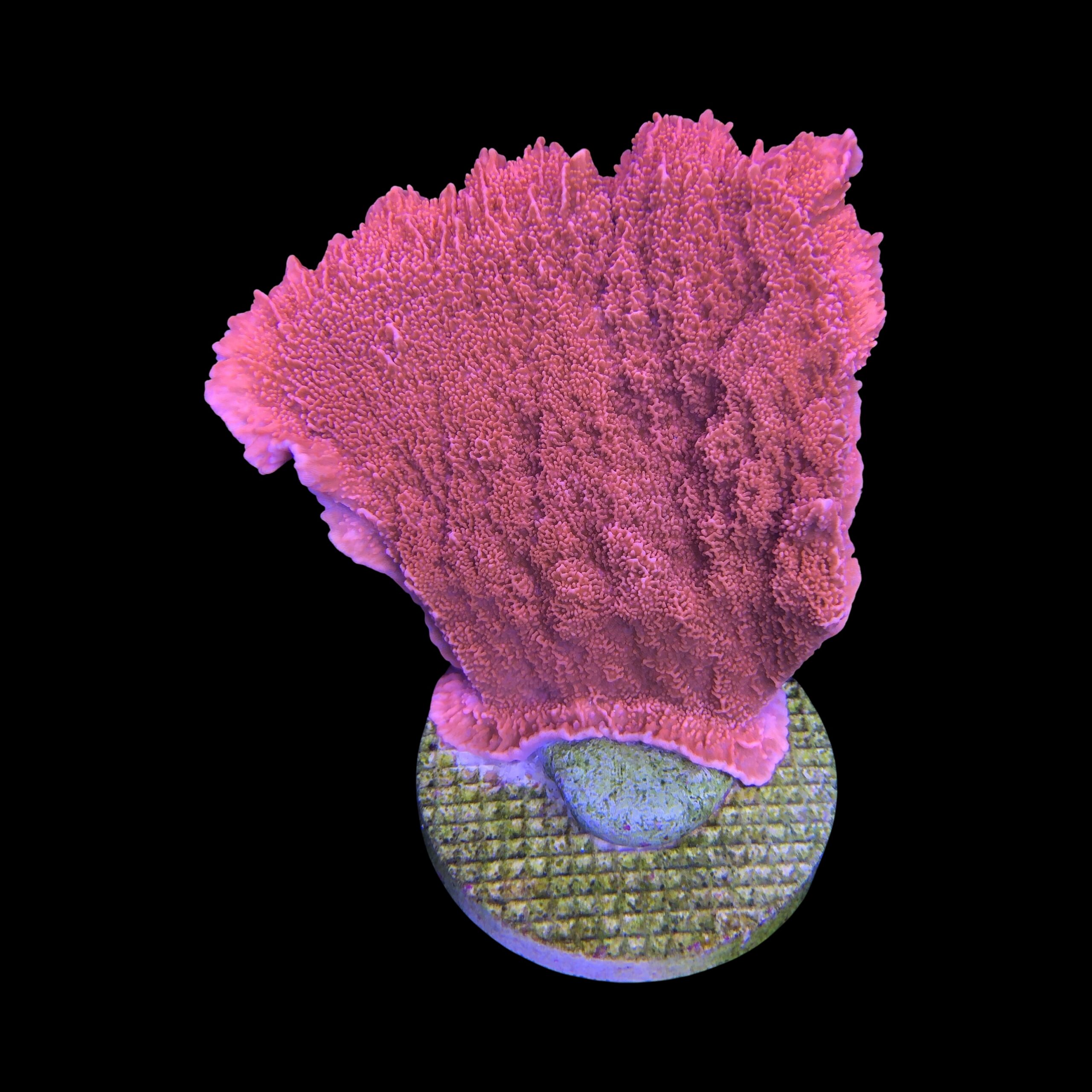 Montipora Capricórnio Laranja G - Imagem 2