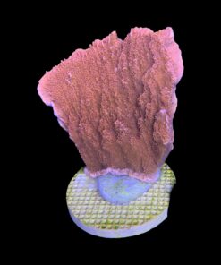 Montipora Capricórnio Laranja G