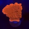 Montipora Capricórnio Laranja G