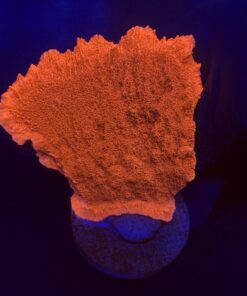 Montipora Capricórnio Laranja G