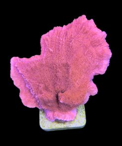 Alternative view of Montipora Capricórnio Laranja M