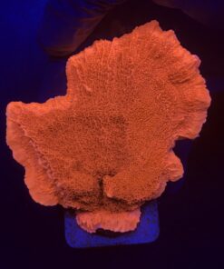 Montipora Capricórnio Laranja M