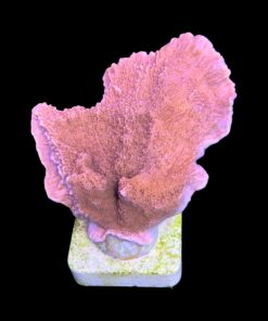 Montipora Capricórnio Laranja M