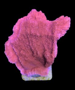 Alternative view of Montipora Capricórnio Laranja M