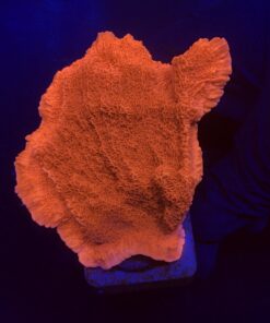 Montipora Capricórnio Laranja M