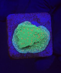 Montipora Chili Pepper M