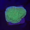 Montipora Chili Pepper M