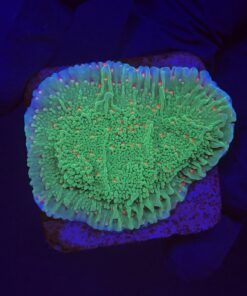 Montipora Chili Pepper M
