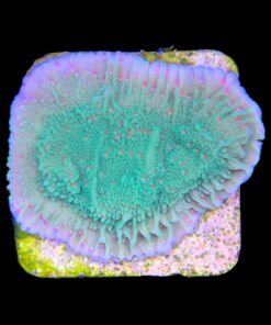 Alternative view of Montipora Chili Pepper M