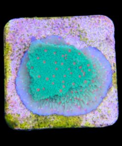 Alternative view of Montipora Chili Pepper M