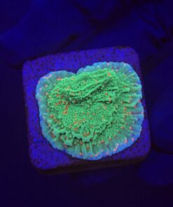 Montipora Chili Pepper M