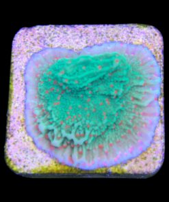 Alternative view of Montipora Chili Pepper M