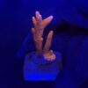 Montipora Digitada Laranja M