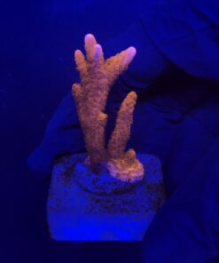 Montipora Digitada Laranja M