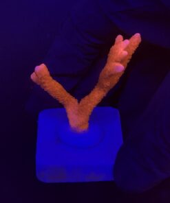 Montipora Digitada Laranja M