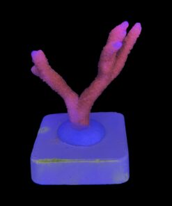 Alternative view of Montipora Digitada Laranja M