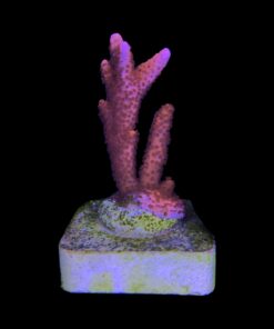 Alternative view of Montipora Digitada Laranja M