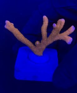 Montipora Digitada Laranja M