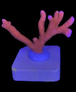 Alternative view of Montipora Digitada Laranja M