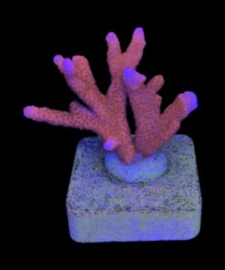 Alternative view of Montipora Digitada Laranja M