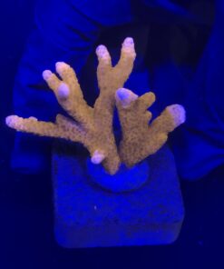 Montipora Digitada Laranja M
