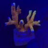 Montipora Forest Fire G