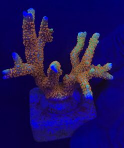 Montipora Forest Fire G