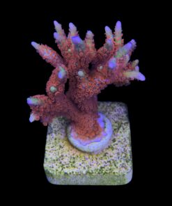 Alternative view of Montipora Forest Fire G