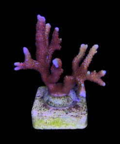 Alternative view of Montipora Forest Fire G