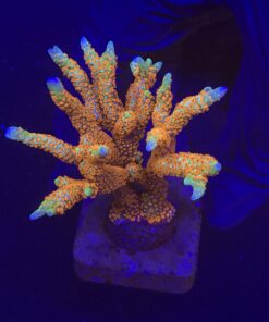 Montipora Forest Fire G