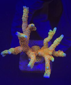 Montipora Forest Fire G