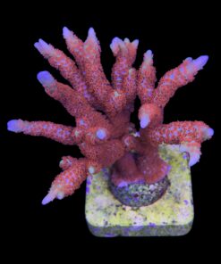 Alternative view of Montipora Forest Fire G