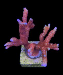 Alternative view of Montipora Forest Fire G