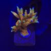 Montipora Forest Fire G