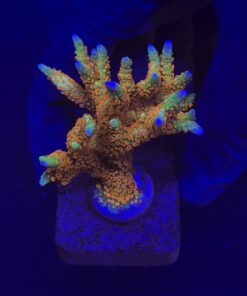 Montipora Forest Fire G